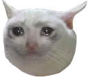 sad_cat