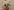 awoo_wave