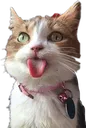 crazycatto
