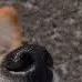 doge3 doge3