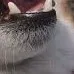 doge9 doge9