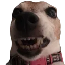 uglydoggorrr