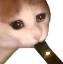 SadCatPhatRip