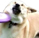 DogFrisbee DogFrisbee