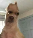 baguette_dog baguette_dog