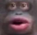 monky