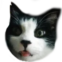gizmo