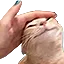 FeelsGoodCat