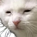 cattoisee Discord Emoji