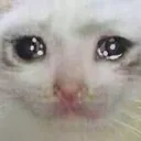 cryingcat
