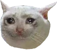 CryingFuckerCat CryingFuckerCat