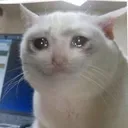 CryingCat