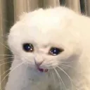 Crycat crycat Discord Emoji