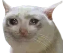 Catsad catsad Discord Emoji