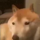 DogBonk