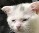 depressed_cat