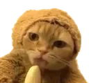 bananacat bananacat