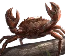 mudcrab