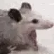 ratScream