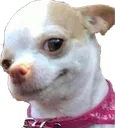 b_doginSTS