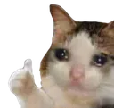 Kittysealofapproval
