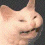 spinnycat2 spinnycat2