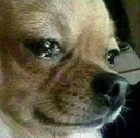 cryingdog cryingdog