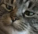 kittyPleaseStop