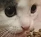 kittyLosingIt