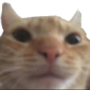 :swagcat: Discord Emote
