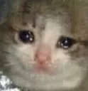 SadCat SadCat