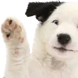 dogo