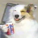 pepsidog