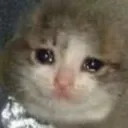 sadcat