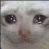 catsaddo