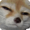 :CBStareFox: Discord Emote
