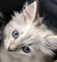 mochi
