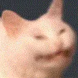 spinnycat