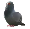 pigeon pigeon