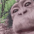 FastMonkyLicc