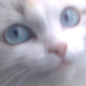 :subs: Discord Emote
