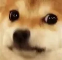 doggospooked