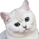 Catwhy catWHY Discord Emoji