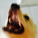 Doggoraging