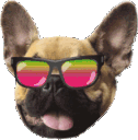 CoolDog