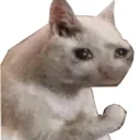 sadcat