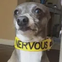 nervous