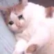 sad3