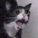sob
