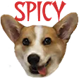 CorgiSpicy